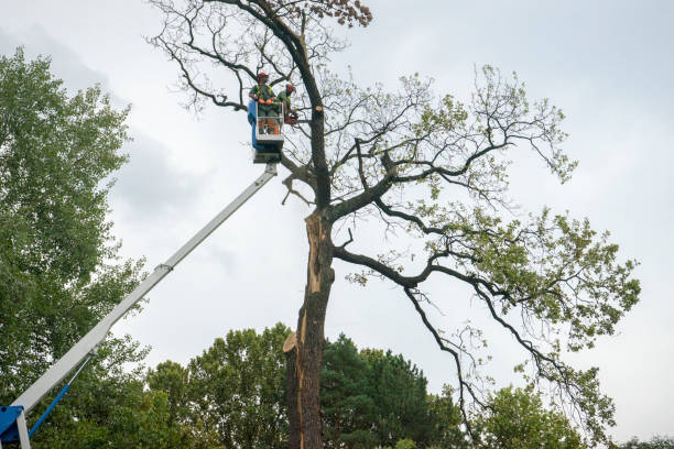 Best Stump Grinding and Removal  in Union City, GA