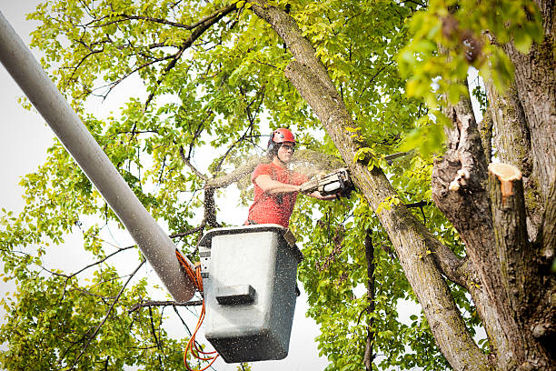 Best Emergency Tree Removal  in Union City, GA